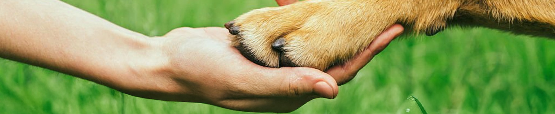 Stichting Bultersmekke Assistancedogs